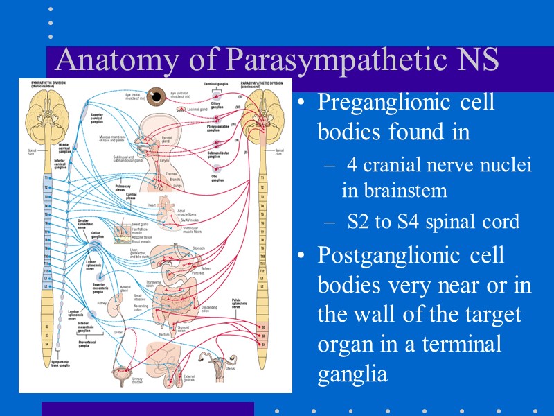 Anatomy of Parasympathetic NS Preganglionic cell bodies found in  4 cranial nerve nuclei